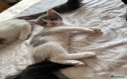 Mixed Breed cats for sale: 3 beautiful kittens available - Image 8