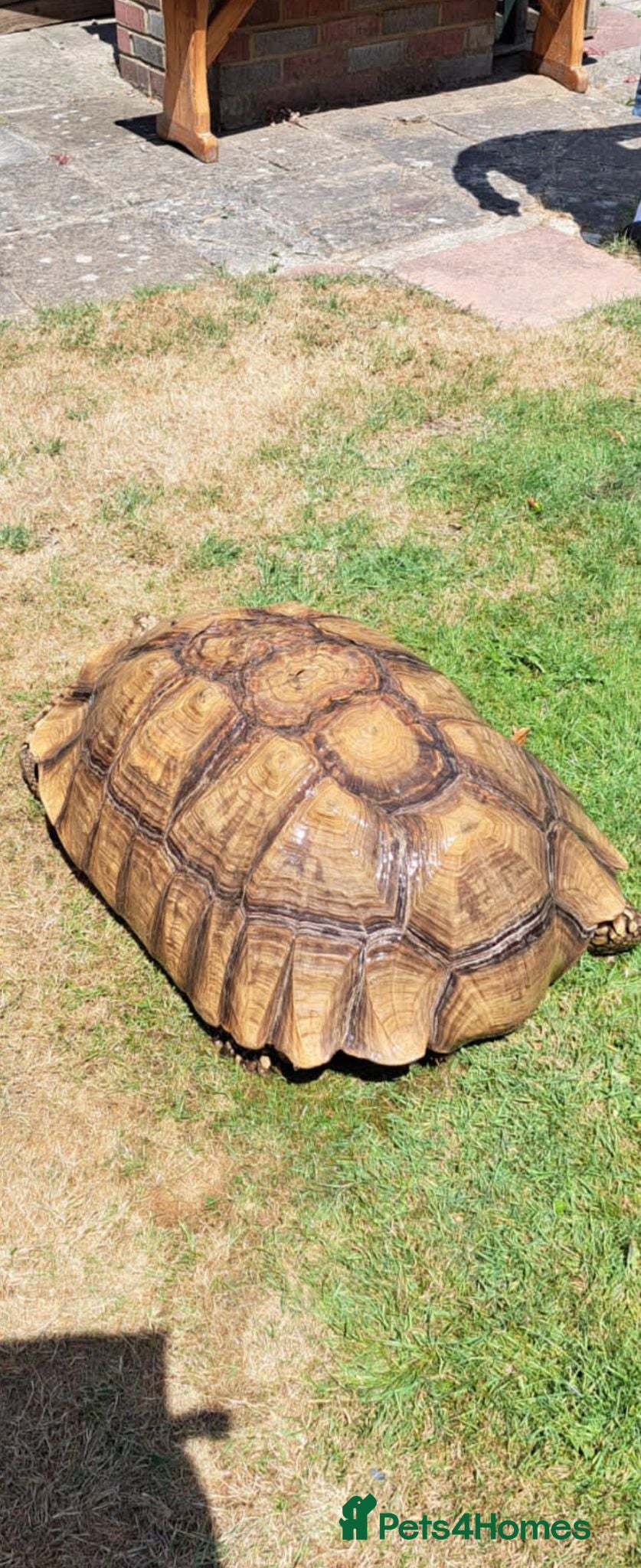 Tortoise reptiles Xxl sulcata tortoise  - Advert 2