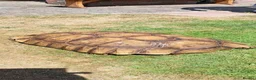 Tortoise reptiles for sale: Xxl sulcata tortoise  - Advert 1