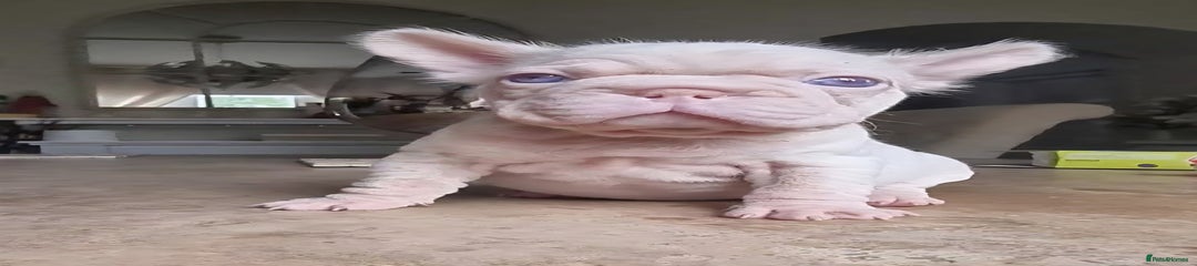 French Bulldog Puppy 4