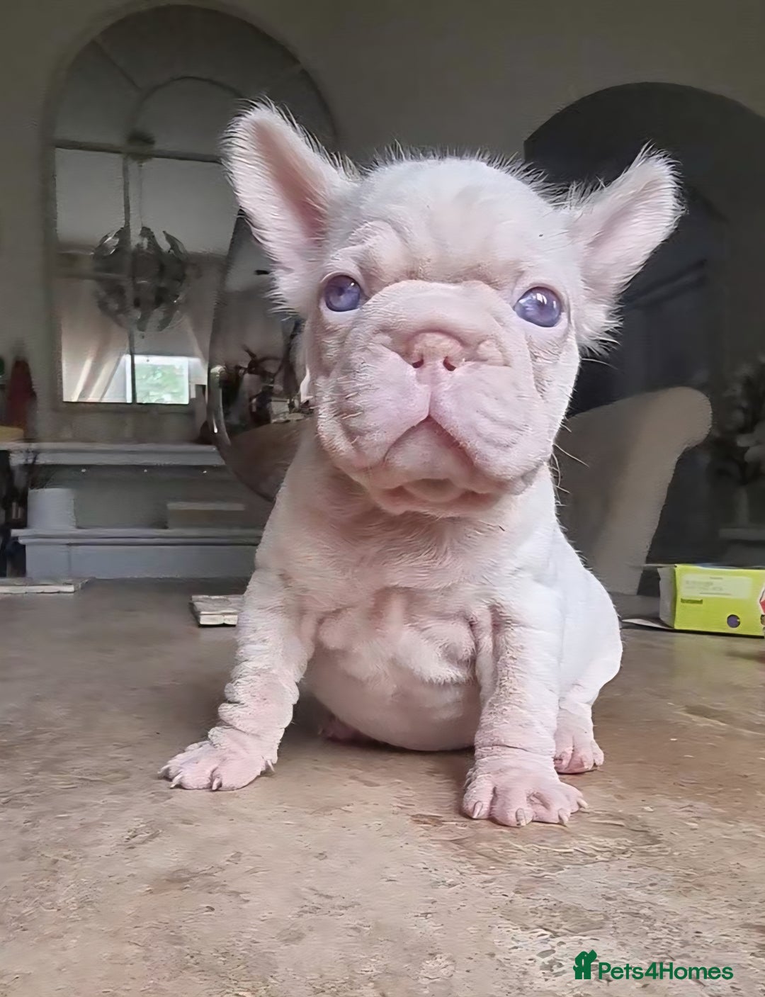 French Bulldog dogs for sale: Beautiful French bulldogs - Advert 15