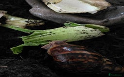 Snails invertebrates for sale: African land snails  - Image 4