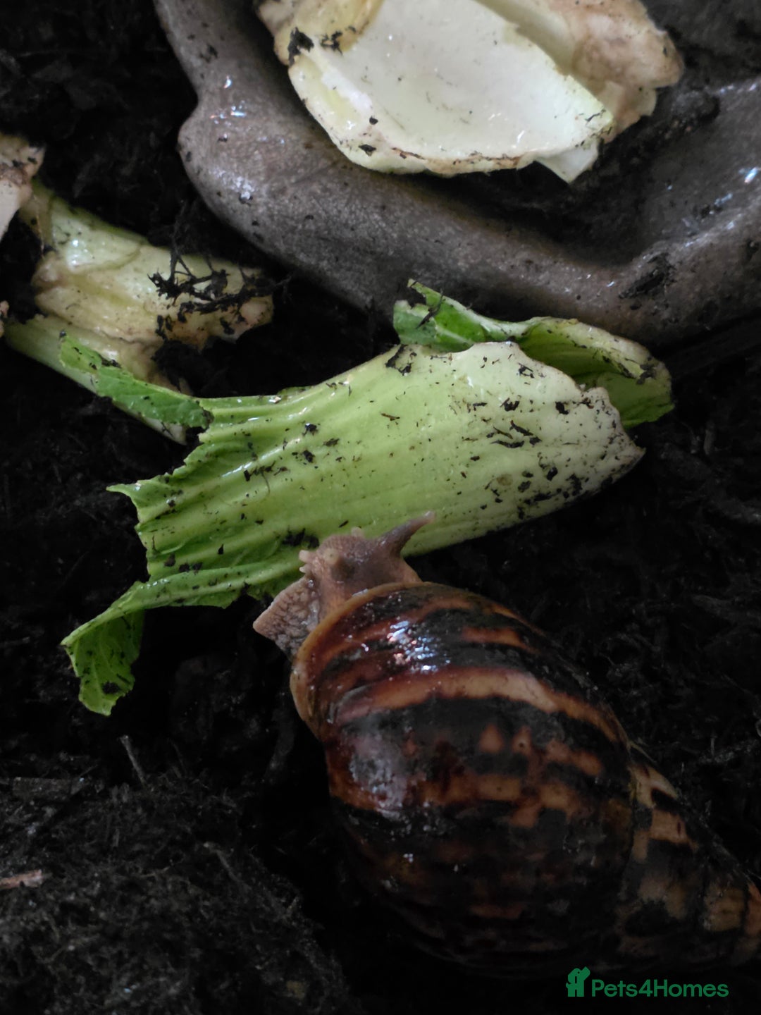 Snails invertebrates for sale: African land snails  - Image 4
