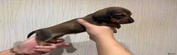 Dachshund dogs for sale: Standard Dachshund Puppies - Advert 6