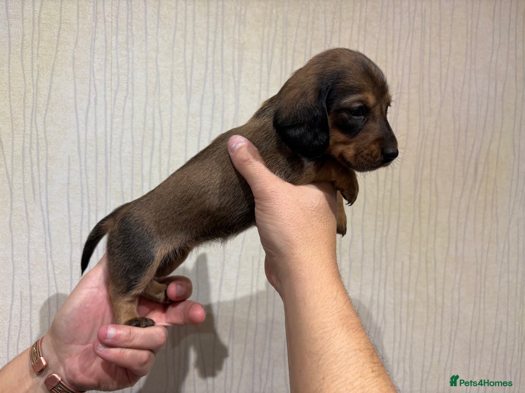 Dachshund dogs for sale: Standard Dachshund Puppies - Advert 6