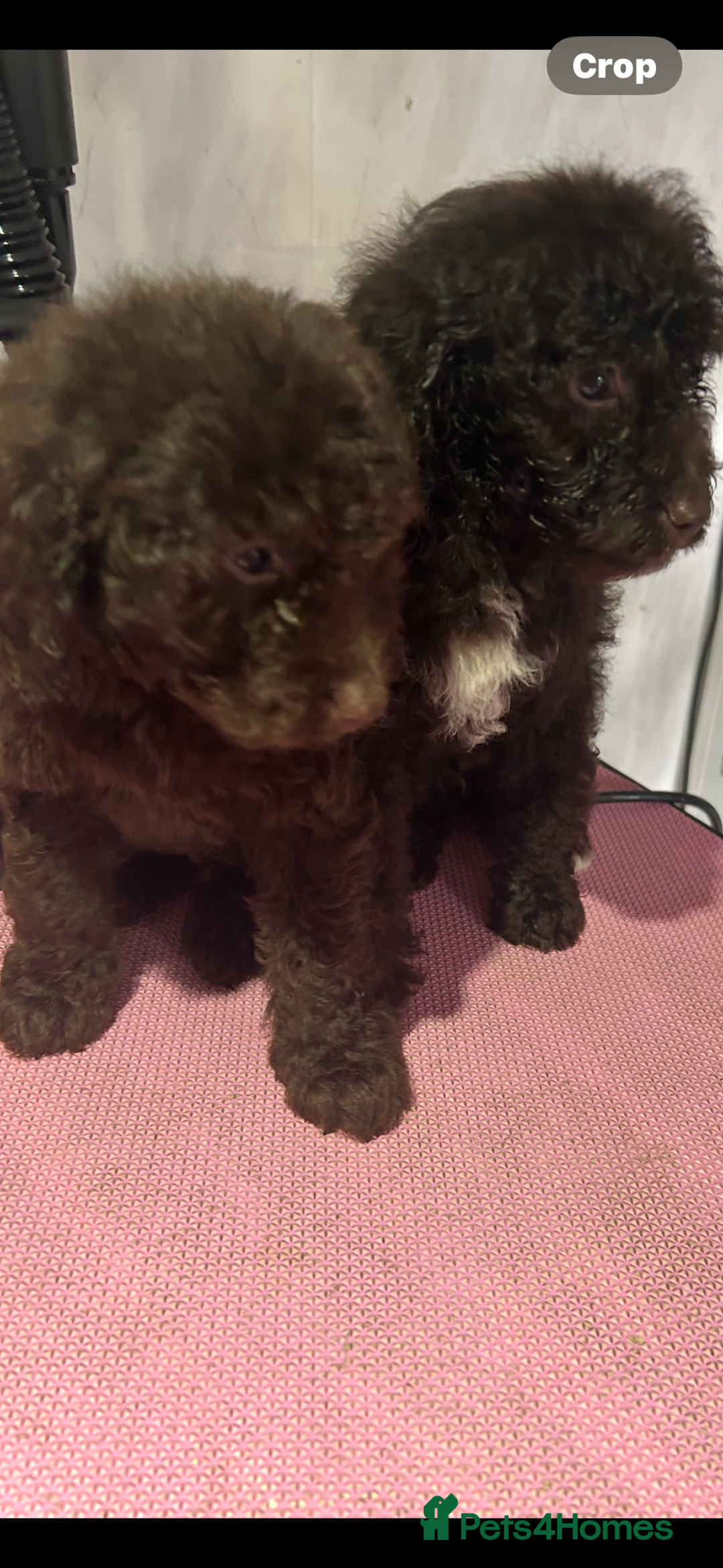 Cockapoo dogs for sale: Beautiful cockapoos - Advert 19