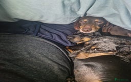 Dachshund dogs for adoption: 💖🐶 ROBIN AND MOCHI 🐶💖 - Advert 10