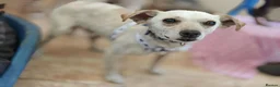 Mixed Breed dogs for adoption: 💙SIMBA💙 - A SOFT LITTLE SOUL - Advert 5