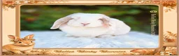 Mini Lop rabbits for sale: 🧡 Amber 🧡 3yr old girl mini lop 🧡 - Advert 1