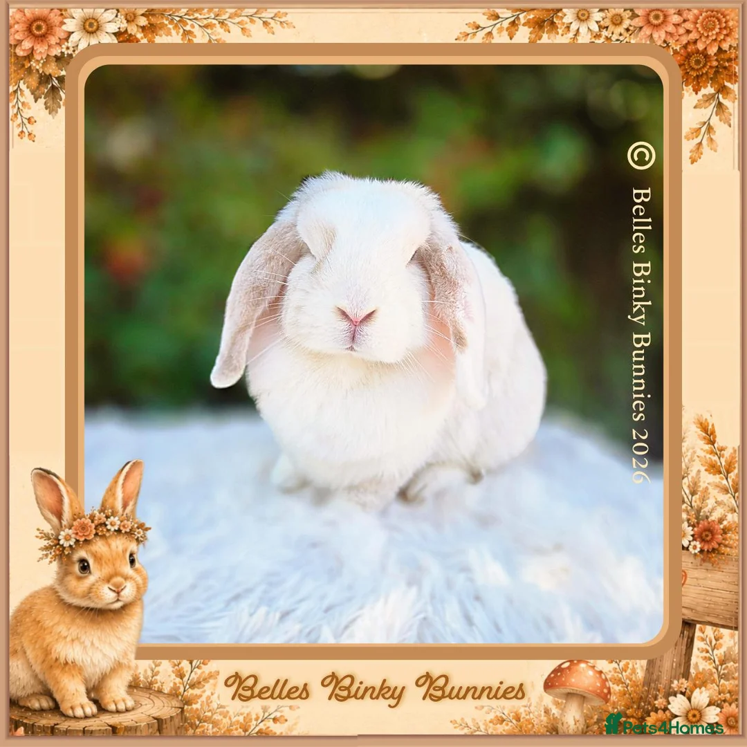 Mini Lop rabbits for sale: 🧡 Amber 🧡 3yr old girl mini lop 🧡 - Advert 1