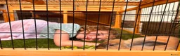 Lionhead rabbits for sale: Sweet bunny looking for a new family - Advert 2