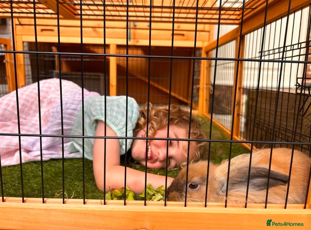 Lionhead rabbits for sale: Sweet bunny looking for a new family - Advert 2