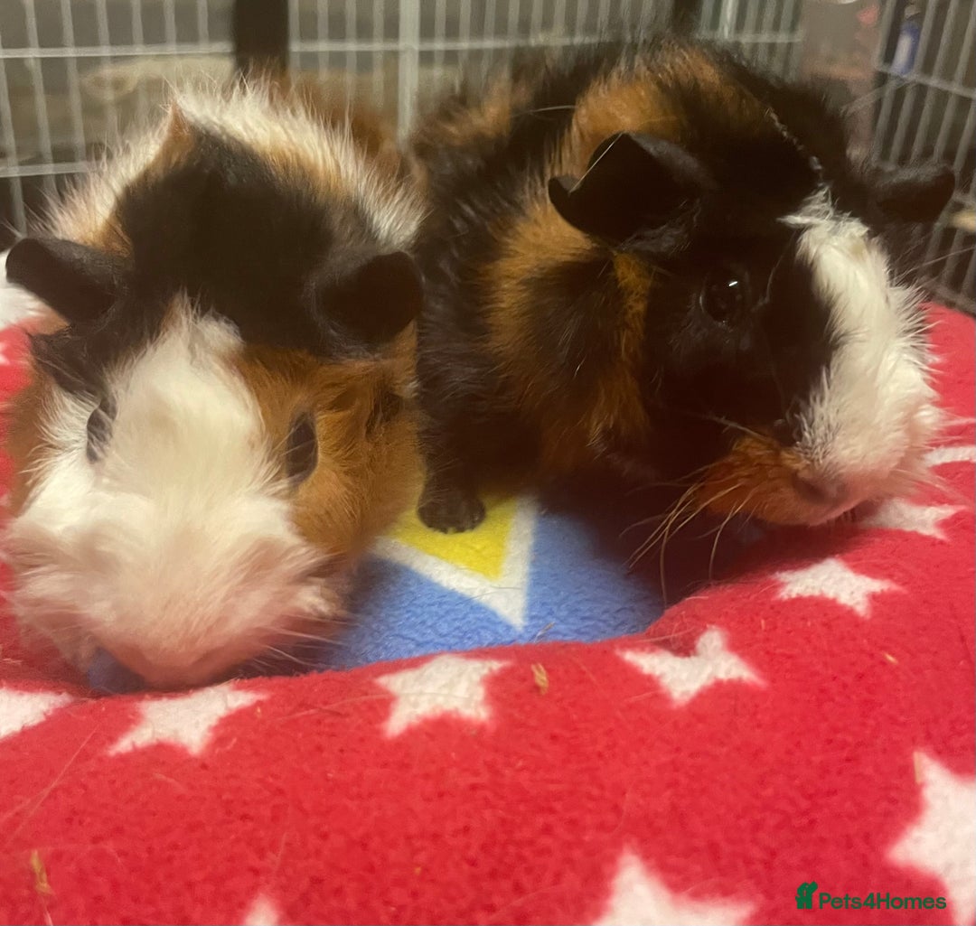 Guinea Pig rodents for sale: Beautiful Abyssinian guinea pigs  - Image 6