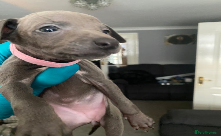 Italian Greyhound dogs - Advert 1