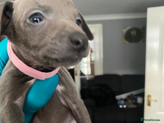 Italian Greyhound dogs - Advert 4
