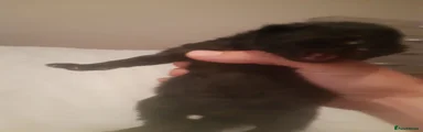 Persian 3