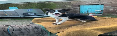 Border Collie 1