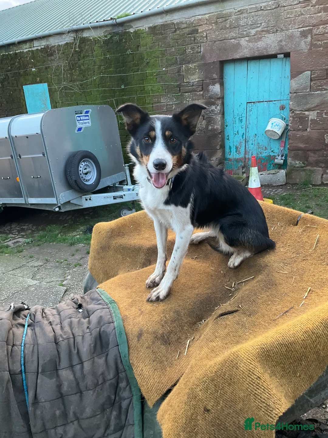 Border Collie dogs for sale: Holly  - Advert 2