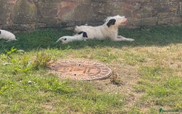 Jack Russell dogs for sale: Jack Russell puppies  - Image 7