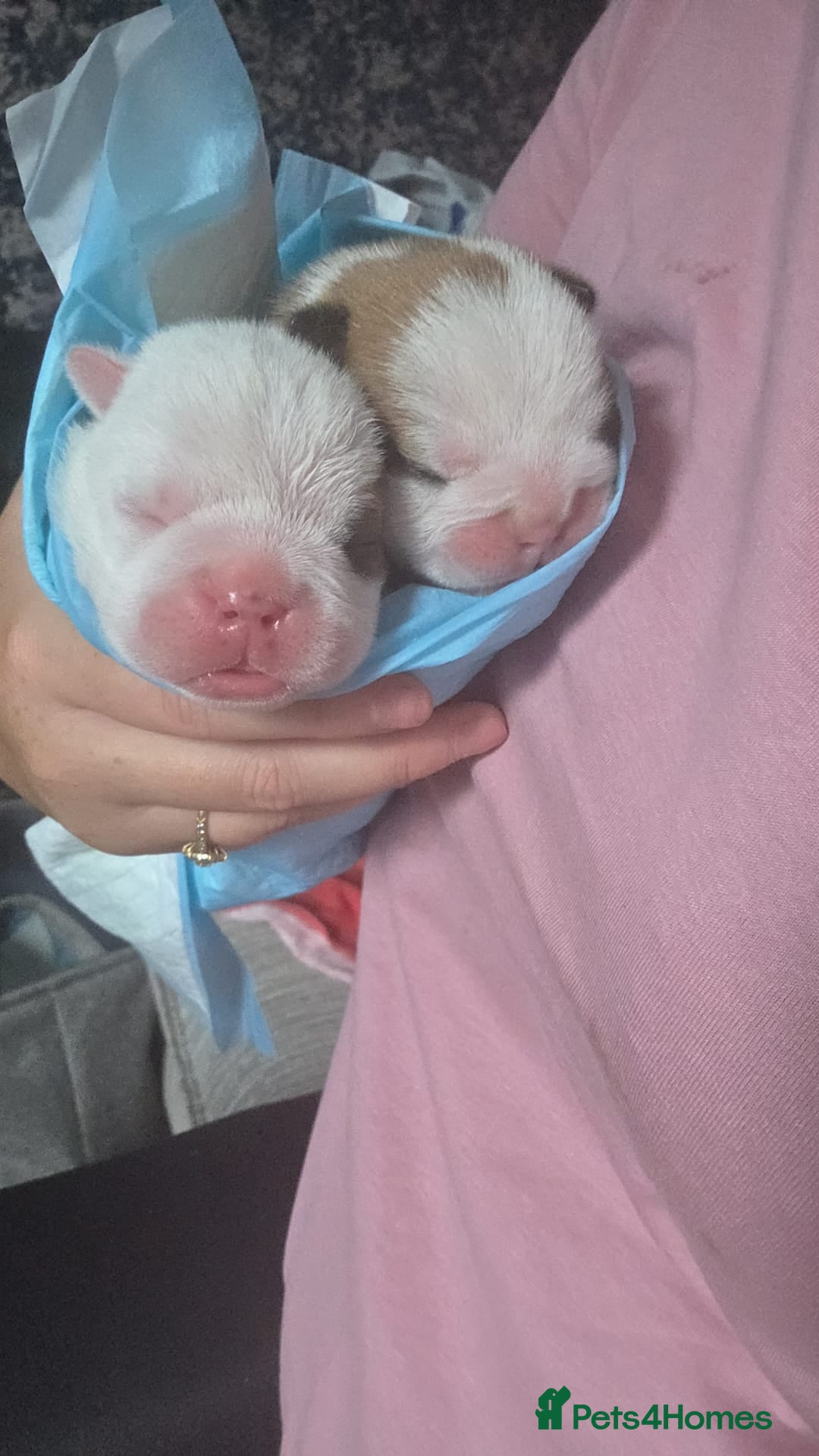English Bulldog dogs for sale: English Bulldog Puppies  - Image 2