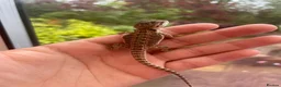 Bearded Dragon reptiles for sale: Super friendly bearded dragons - Advert 13