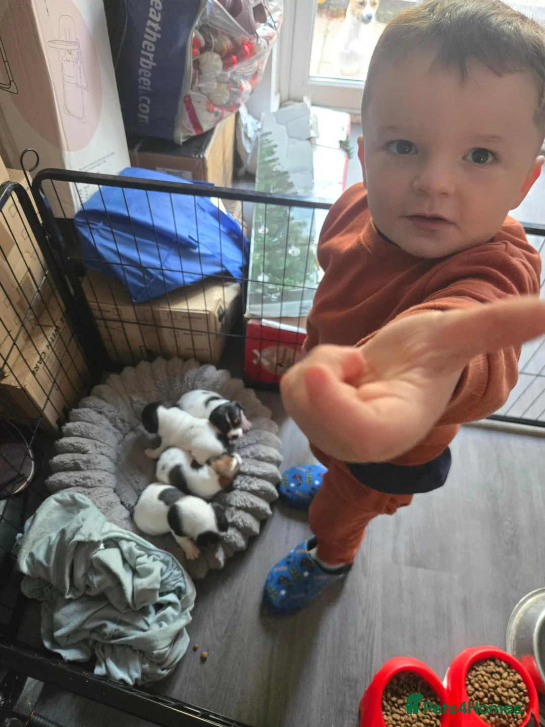 Jack Russell dogs for sale: Stunninb jack ruseell pup - Advert 2