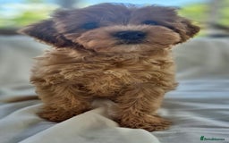 Cavapoochon dogs for sale: F1b MOYEN MERLE CAVAPOOCHON PUPS - Image 10