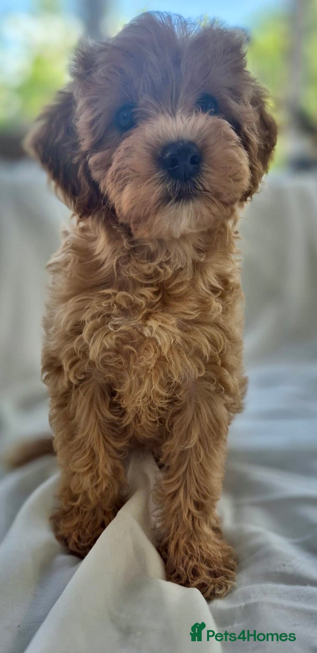 Cavapoochon dogs for sale: F1b MOYEN MERLE CAVAPOOCHON PUPS - Image 10