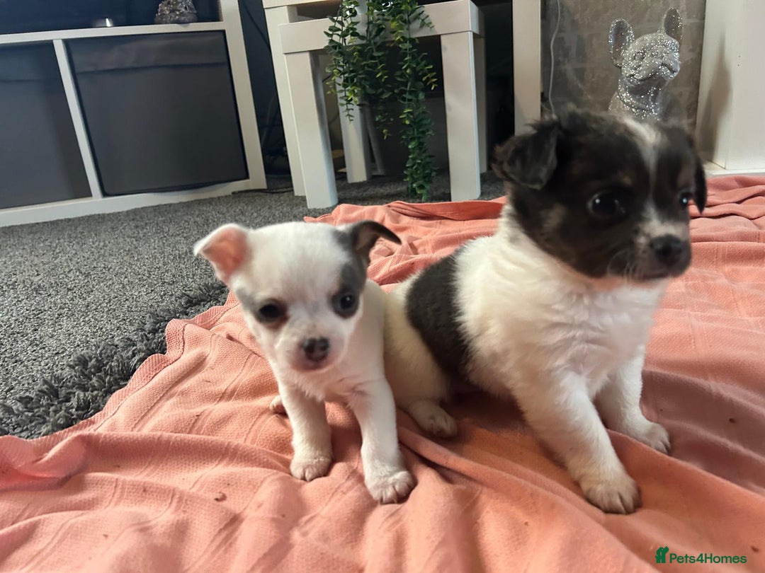 Chihuahua dogs for sale: Full pedigree Chihuahua puppies  - Image 38
