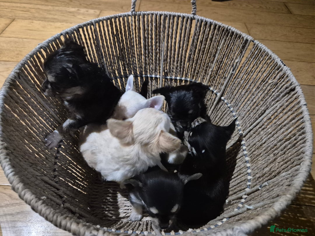 Chihuahua dogs for sale: Chihuahua puppies  - Image 8