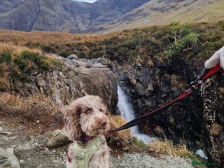 Mixed Breed dogs Goldendoodle x Irishdoodle puppies - Advert 1