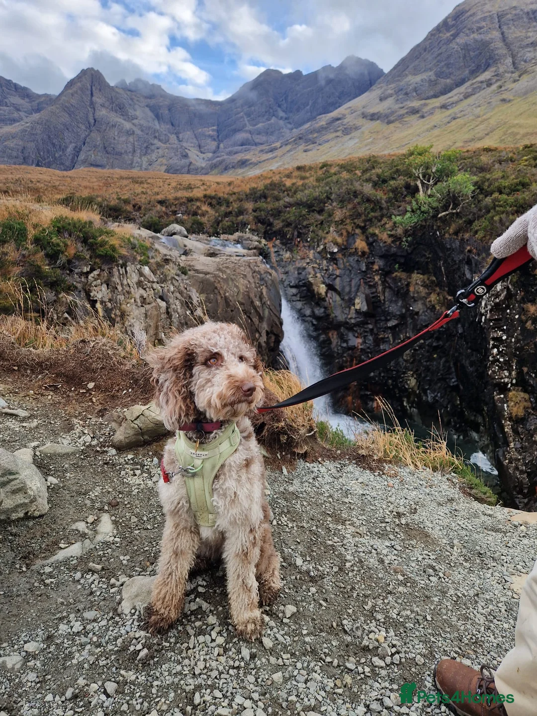 Mixed Breed dogs for sale: Goldendoodle x Irishdoodle puppies - Advert 12