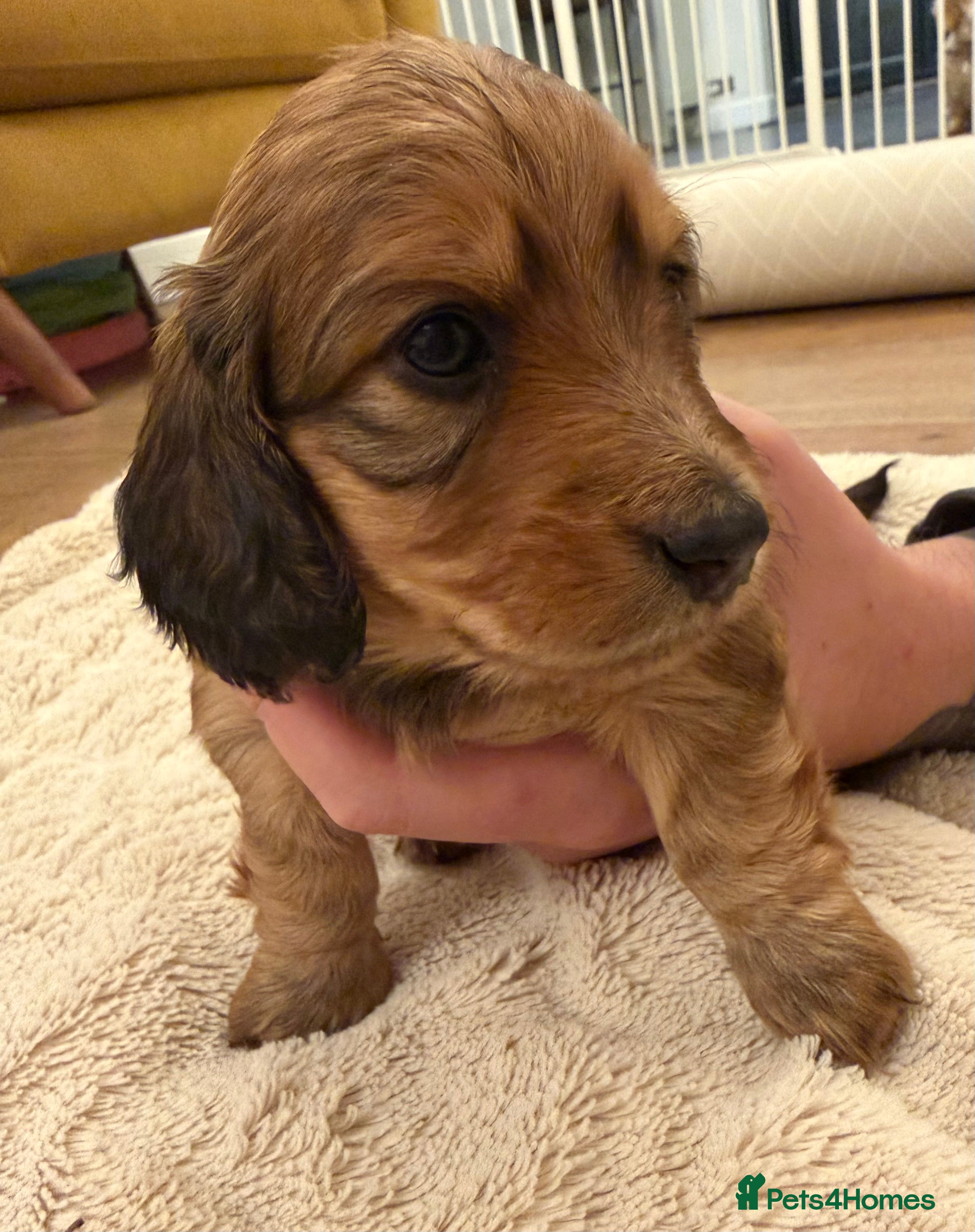 Miniature Dachshund dogs Miniature longhaired dachshund puppies-Shaded red  - Advert 2