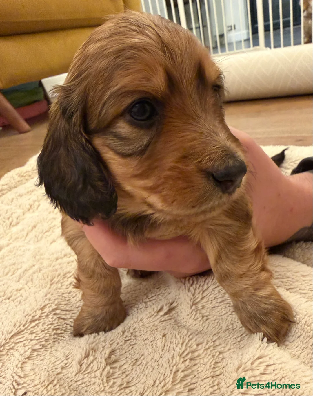 Miniature Dachshund dogs for sale: Miniature longhaired dachshund puppies-Shaded red  - Advert 2