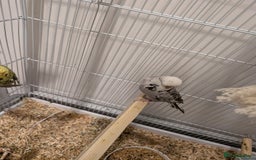 Budgerigars birds for sale: Budgie hens  - Image 4
