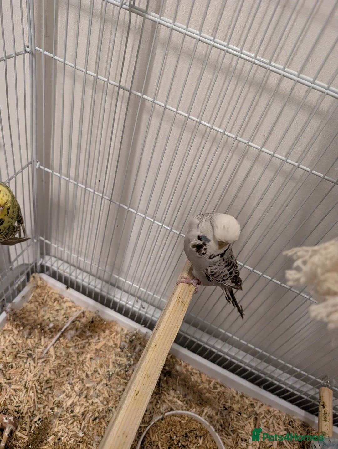 Budgerigars birds for sale: Budgie hens  - Image 4