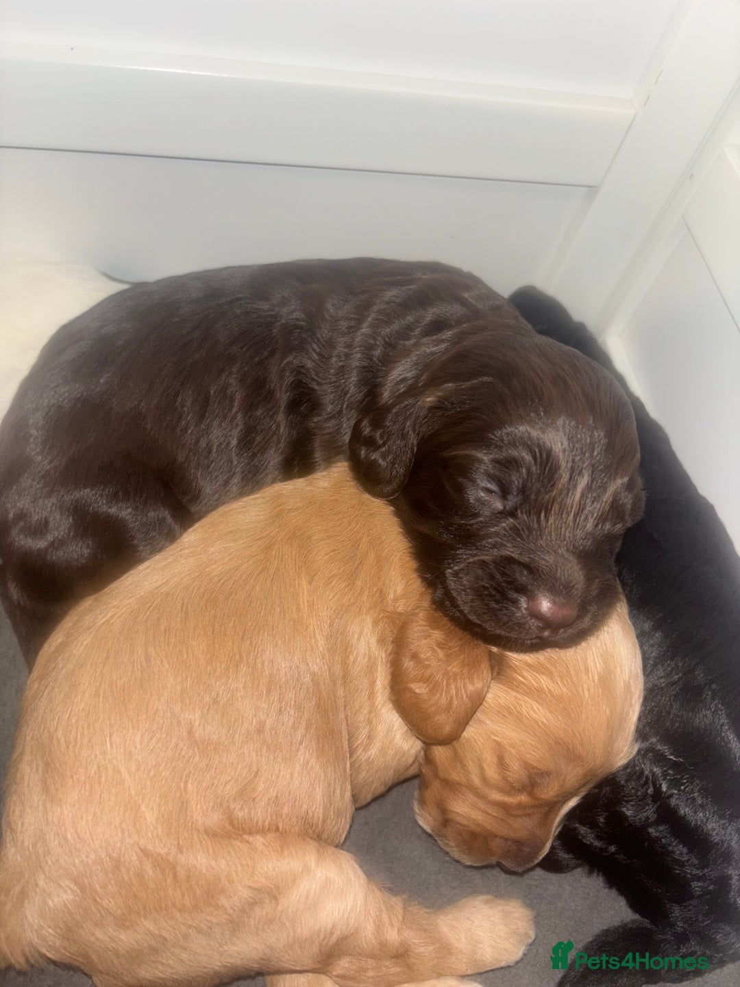 Cockapoo dogs for sale: Cockapoos puppies for sale *ready 19th feb* - Advert 5