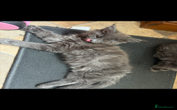 Maine Coon cats for sale: Beautiful Maine coon kittens - Image 31