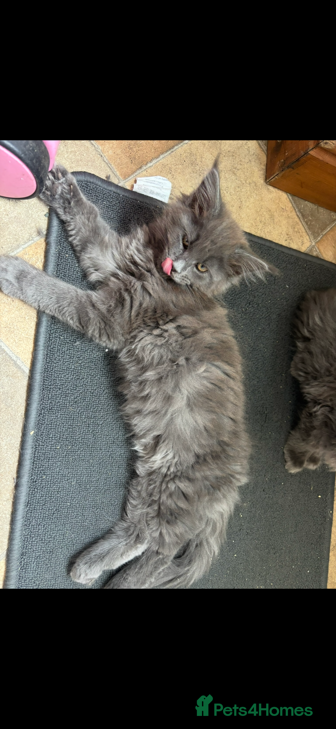 Maine Coon cats for sale: Beautiful Maine coon kittens - Image 31