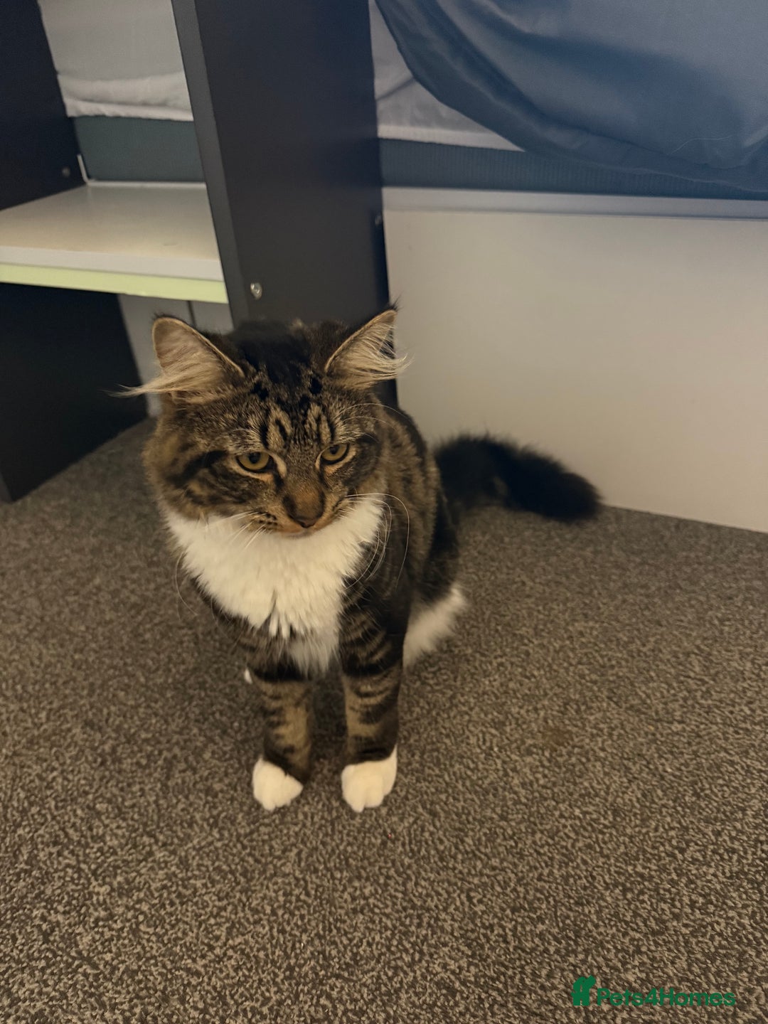 Mixed Breed cats for sale: Oliver & Oscar  - Advert 5