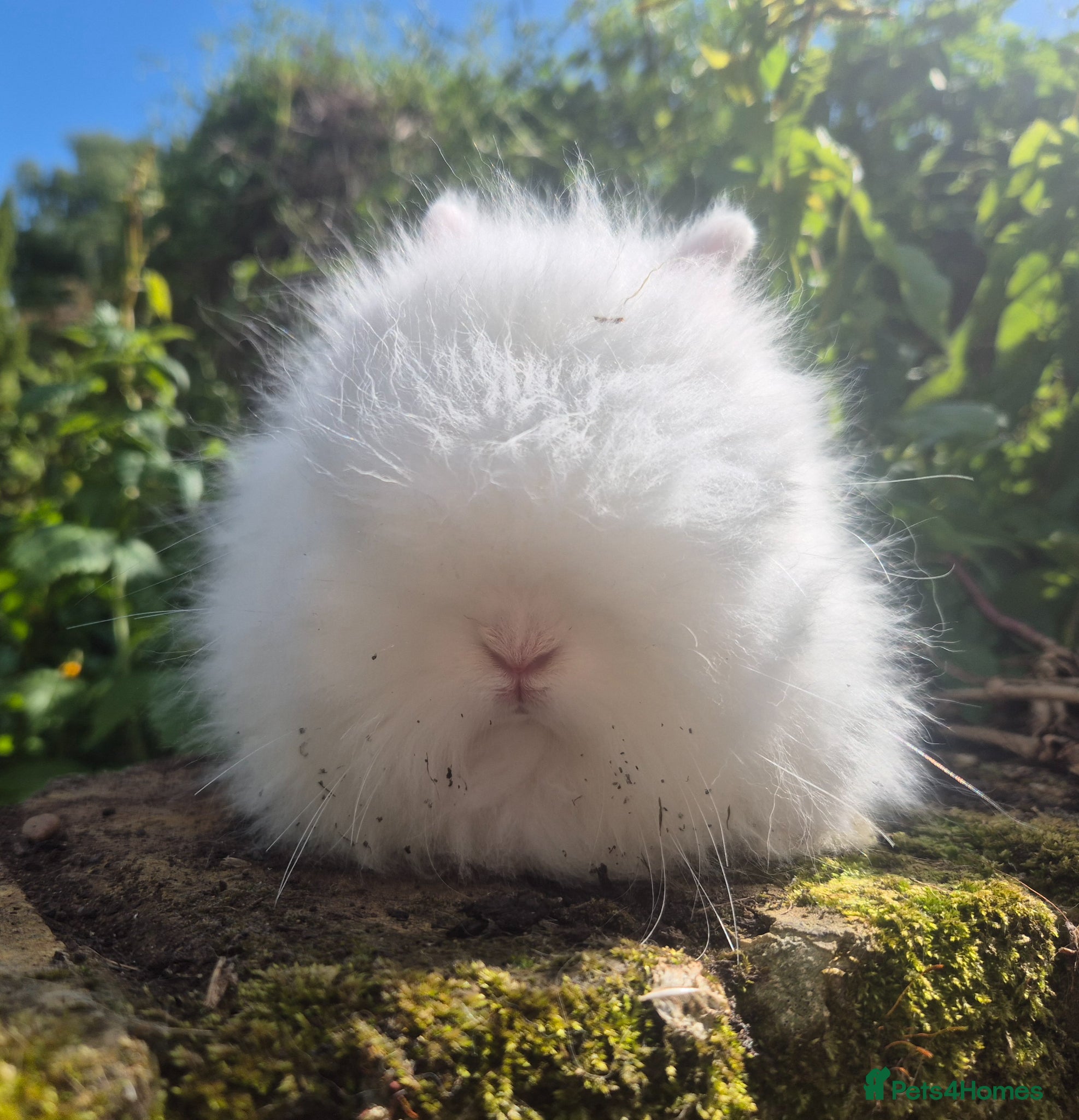 Angora rabbits 💜 Gorgeous Teddydwerg babies- parents imprted 💜 - Advert 1