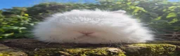 Angora rabbits for sale: 💜 Gorgeous Teddydwerg babies- parents imprted 💜 - Advert 1