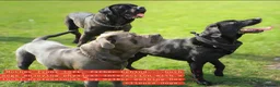 Cane Corso dogs for sale: Cane Corso Puppies - Advert 10