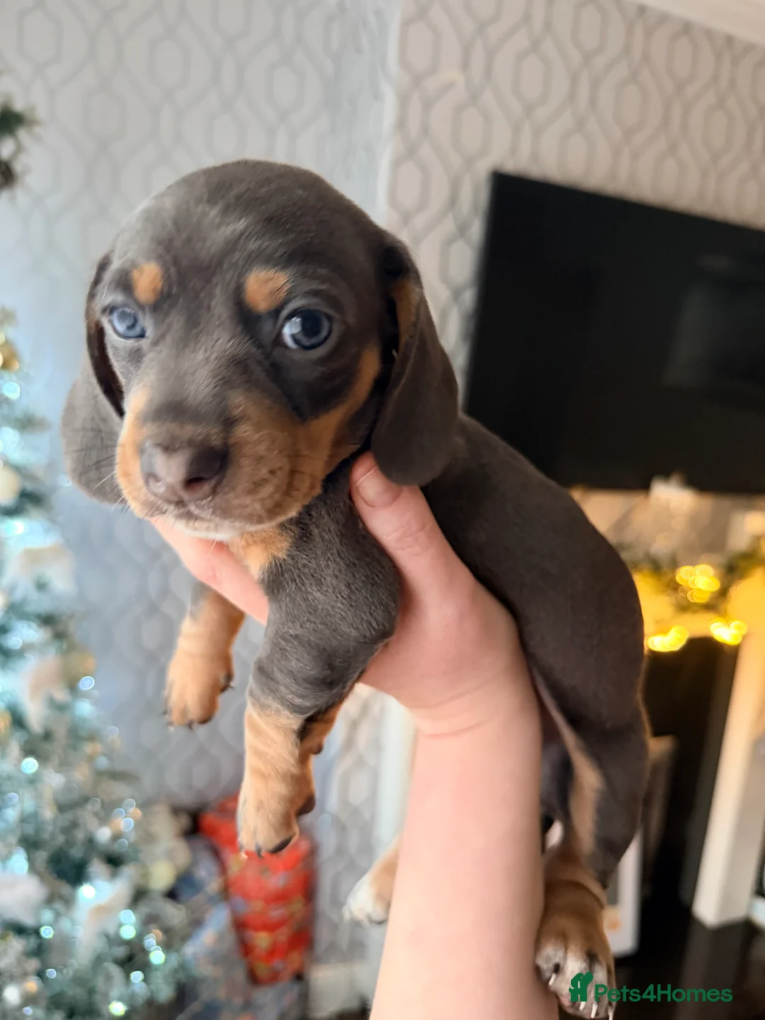 Dachshund dogs for sale:  Family dogs first puppies - stunning Dachshunds  - Advert 29