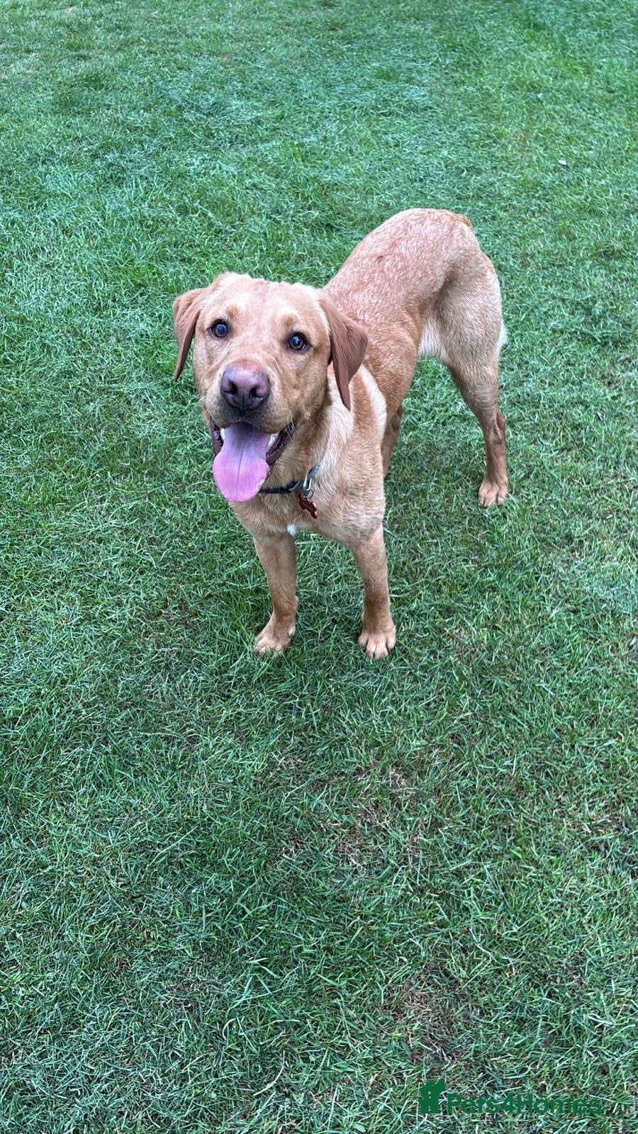 Labrador Retriever dogs for stud: Red Fox Labrador for STUD - Advert 1