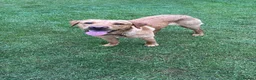 Labrador Retriever dogs for stud: Red Fox Labrador for STUD in Dorking - Advert 1