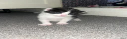 Mixed Breed cats for sale: Mixed breed female kittens  - Advert 9