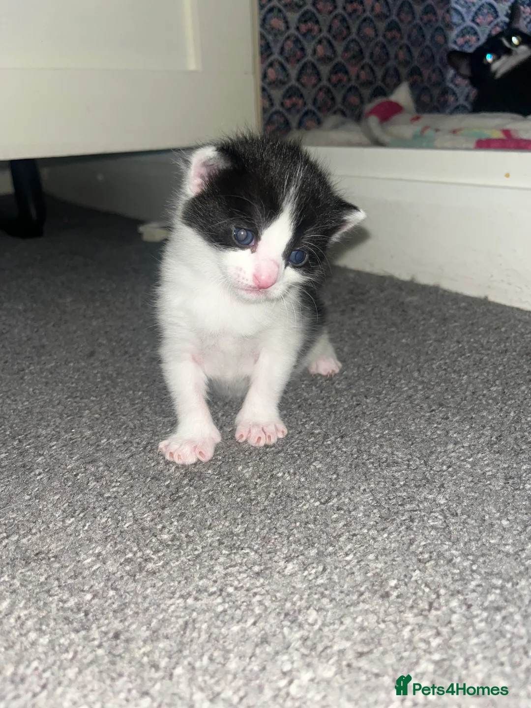 Mixed Breed cats for sale: Mixed breed female kittens  - Advert 9