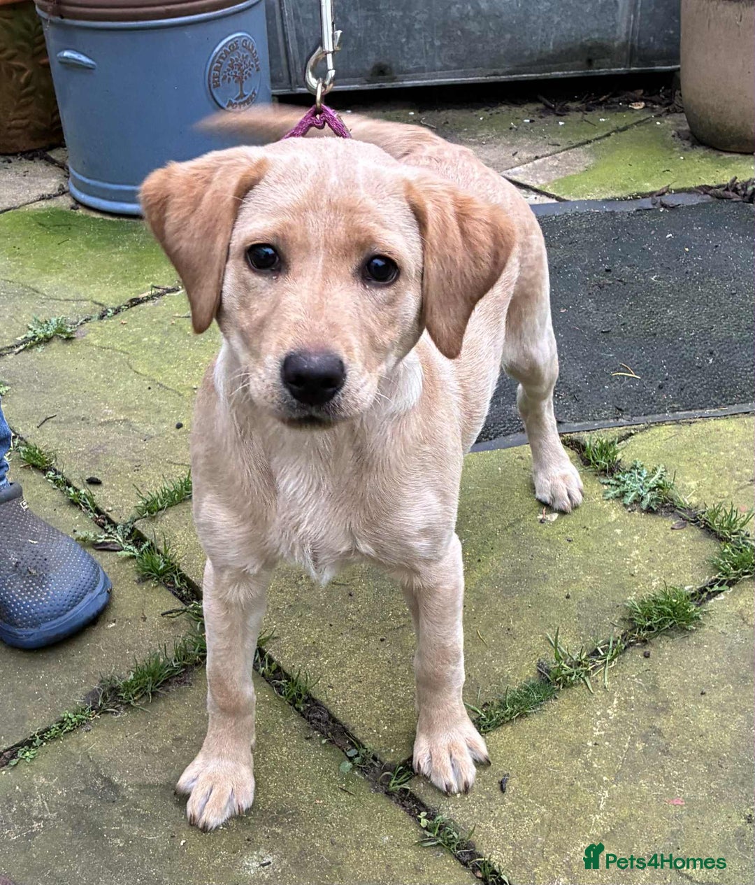 Labrador Retriever dogs for sale: Beautiful K.C registered bitch puppy - Advert 5