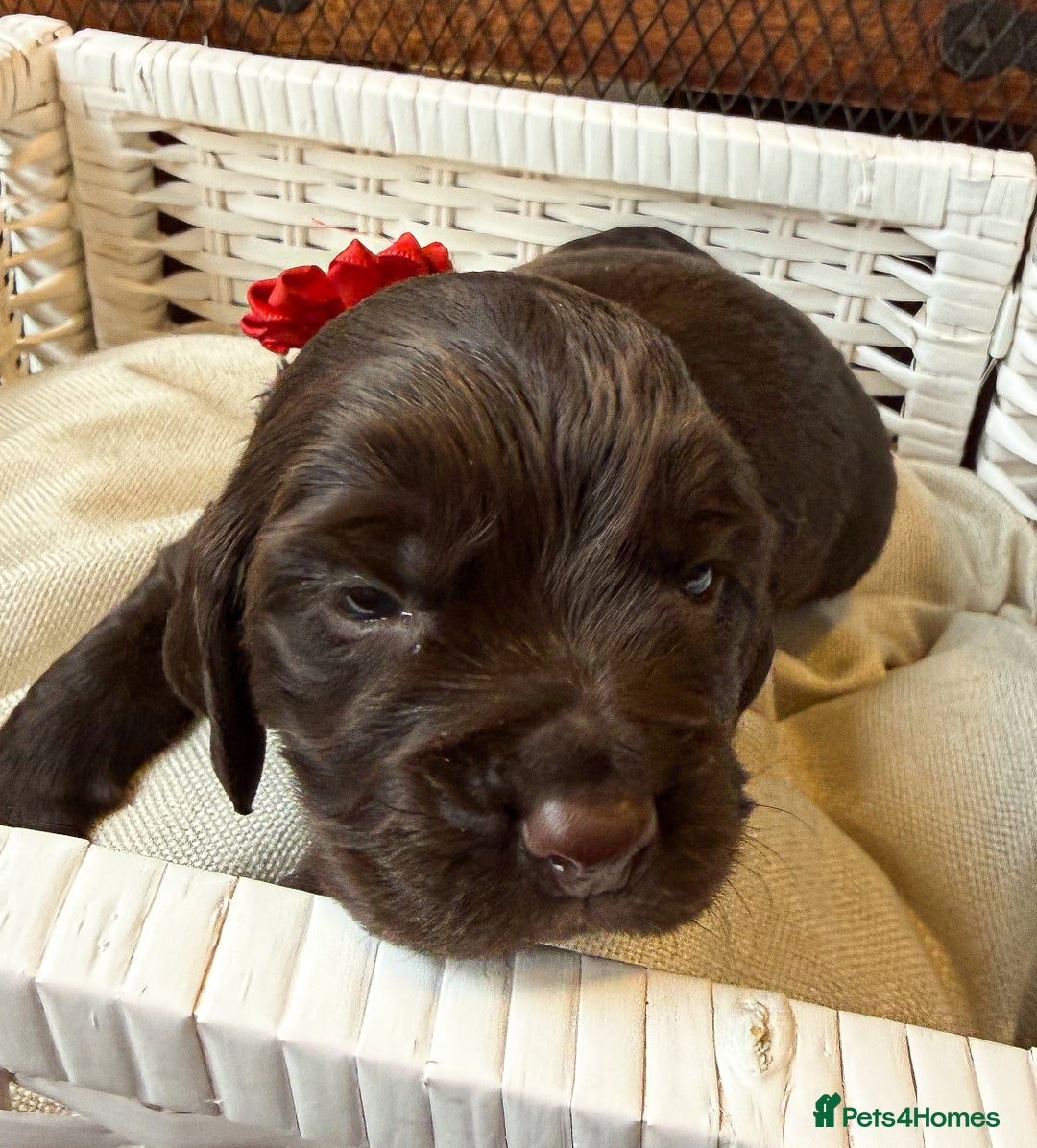 Cocker Spaniel dogs for sale: stunning chocolate and tri kc cocker spaniels - Advert 23